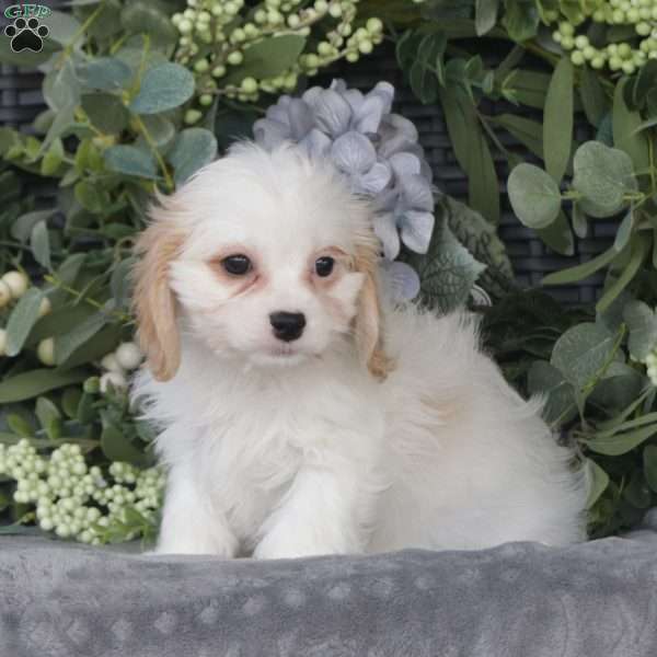 Alice, Cavachon Puppy